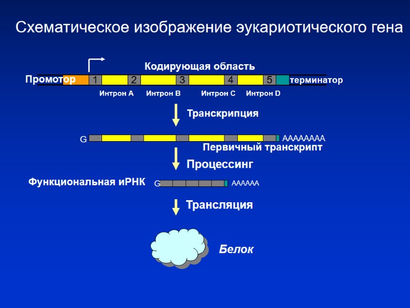 1 2 3 4 5 Промотор терминатор Кодирующая область Интрон А 1 2 3 4 5 Промотор терминатор Кодирующая область Интрон А